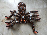 0151-300920AfrikanflowerTarantula01boven