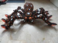 0151-300920AfrikanflowerTarantula02voor