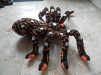 0151-300920AfrikanflowerTarantula04rechts